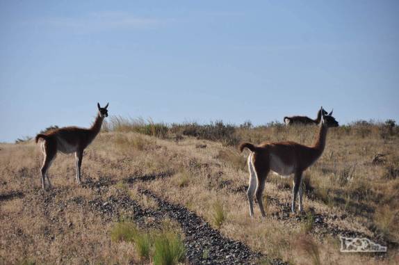 Encontro com guanacos, camelídeos muito comuns na Península Valdés, no litoral da  patagônia argentina